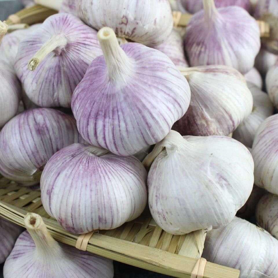 农业高产管理—老范