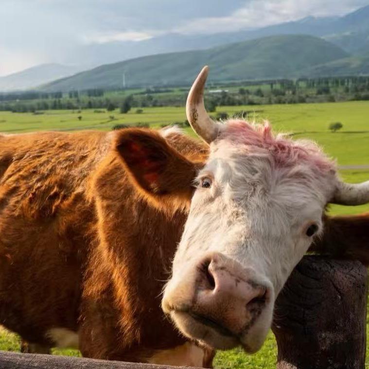 瑞瑞牛肉