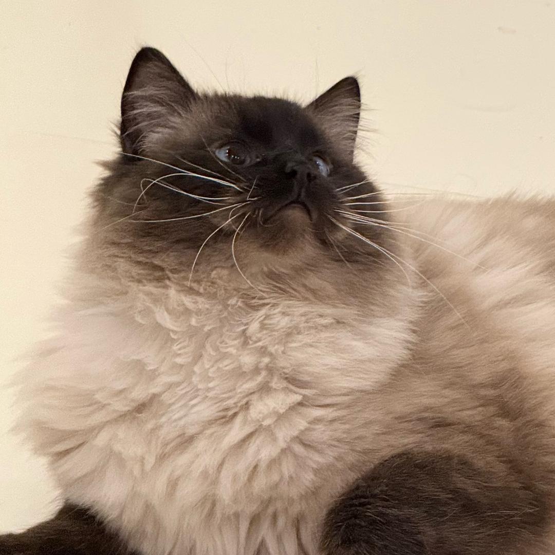 黑脸小咪😽