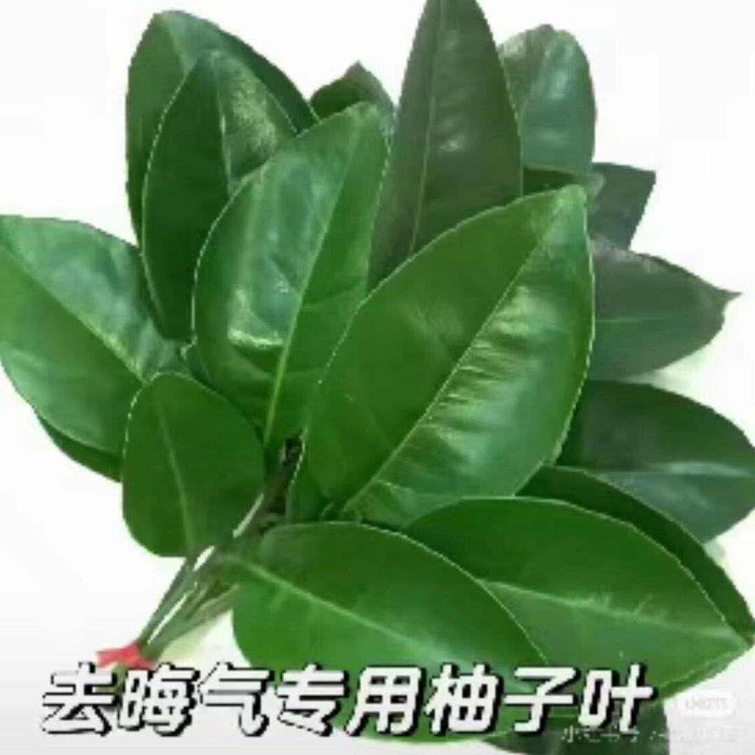 广东鹦鹉养殖场
