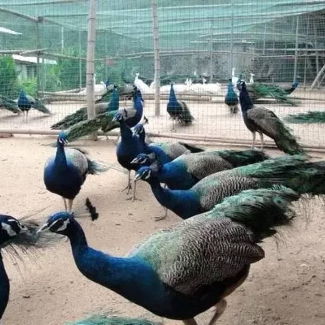 珍禽特种养殖基地