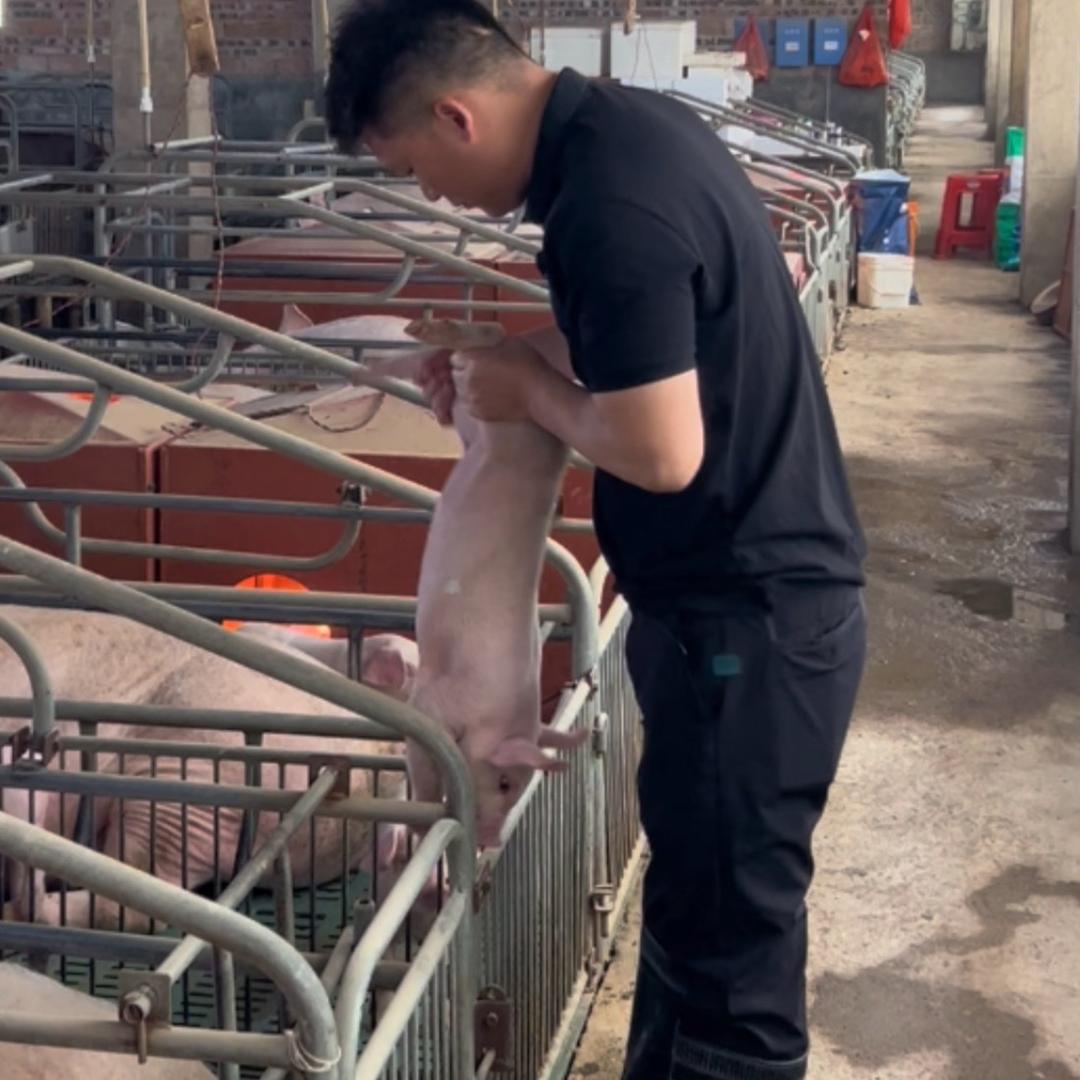 养猪的江江