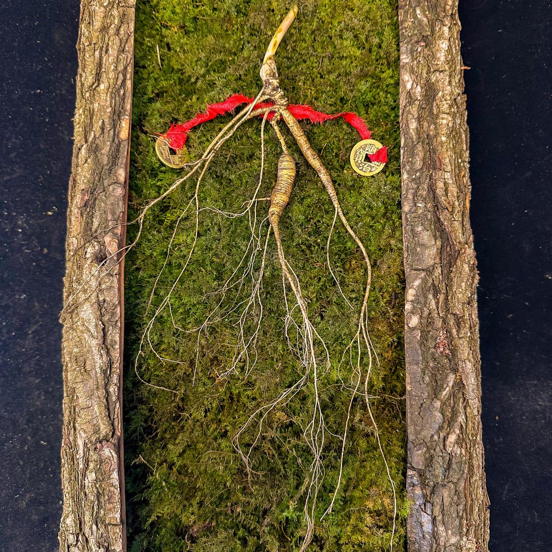 通化县经济开发区森韵长白山参行（个体工商户）1