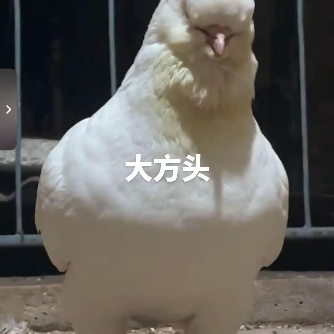 张风宿州市圆环鸽