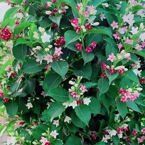香漫花舍