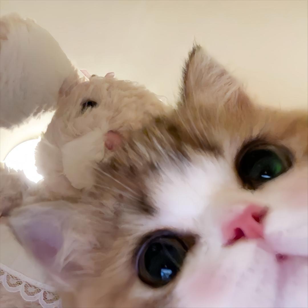椰椰卷