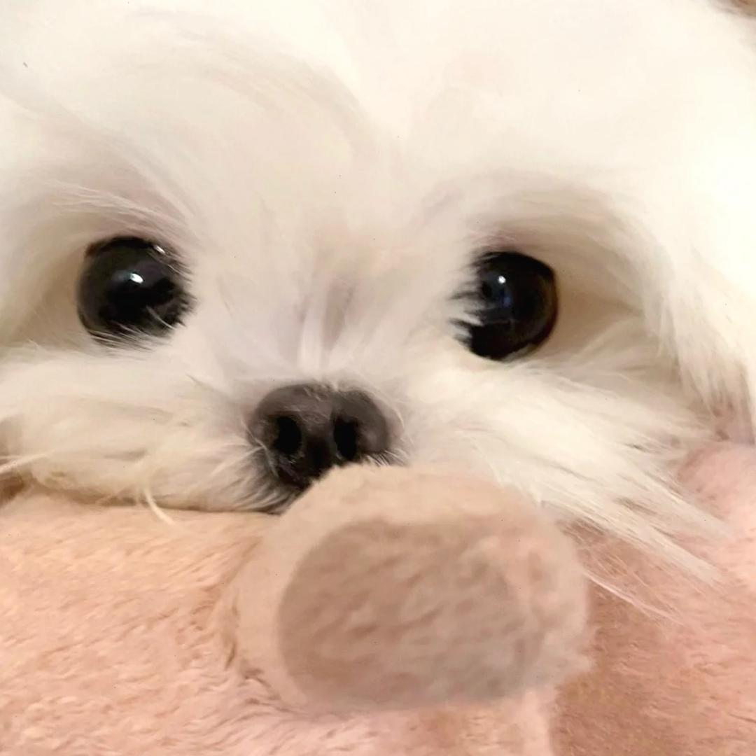小D酱