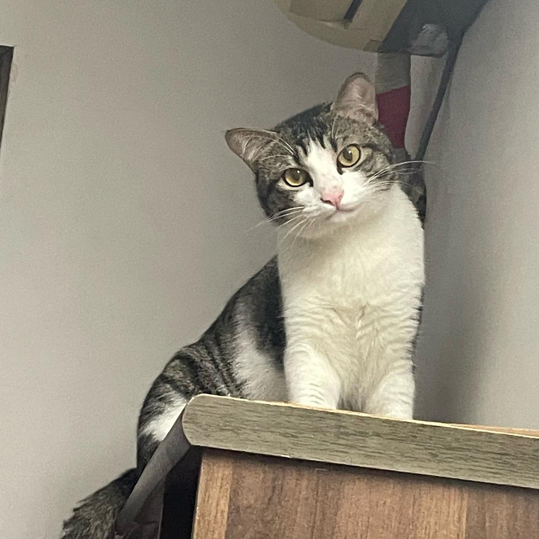 李华是只猫（体育生