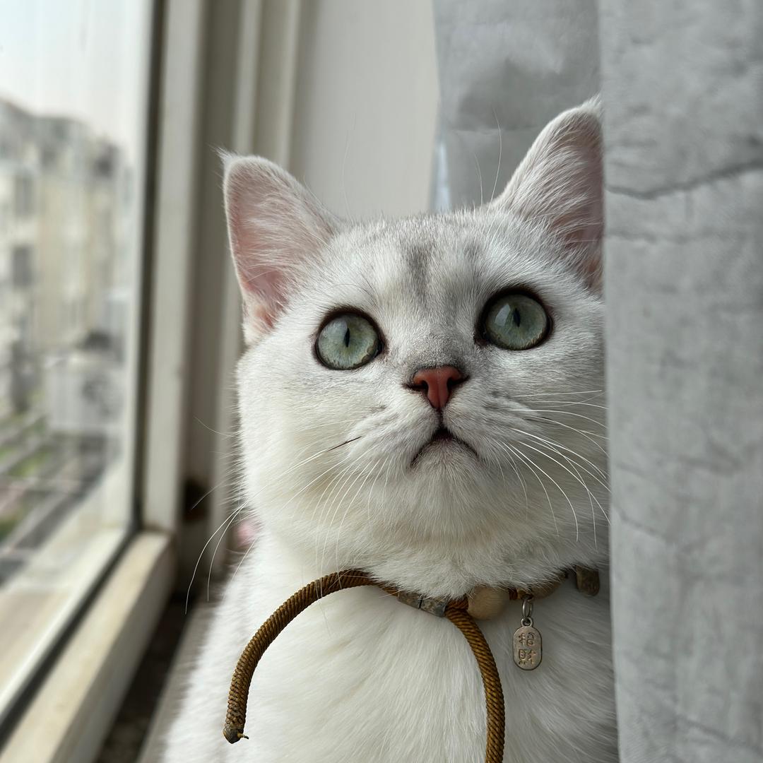 妮蔻是只猫🐈