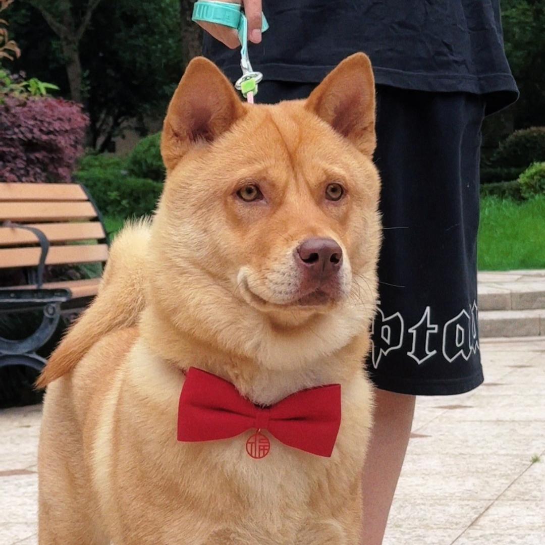 田园犬小十一