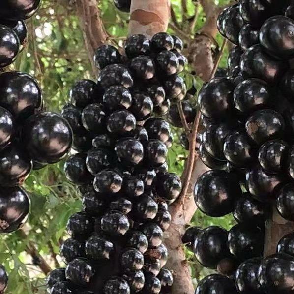 洋溪苗木种植场