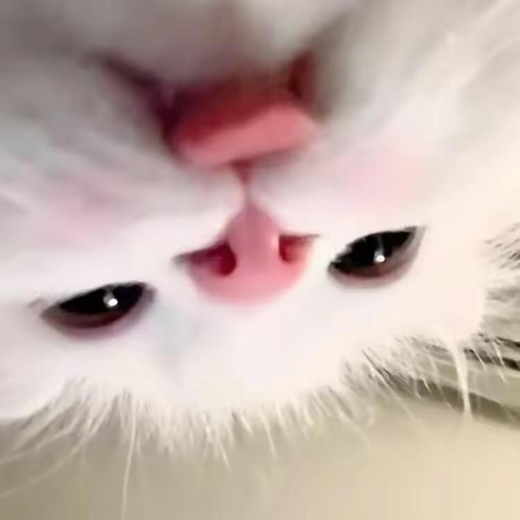 ㅤㅤㅤㅤㅤㅤㅤㅤ ㅤㅤㅤㅤㅤㅤa.