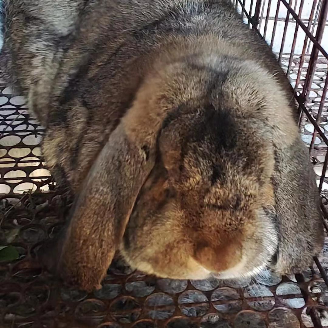 顺祥种兔养殖基地