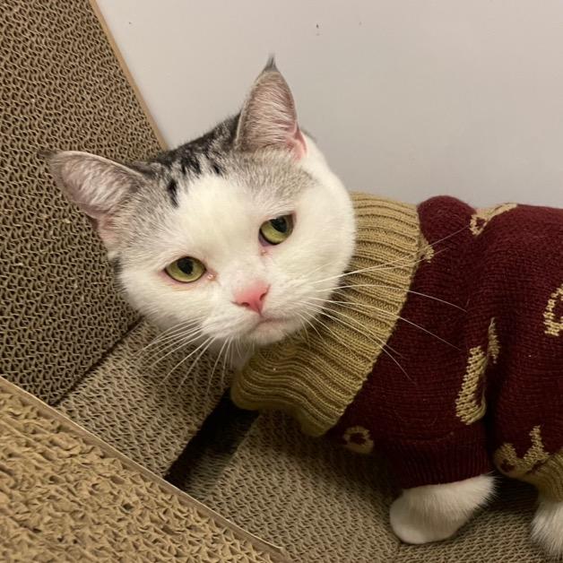 🌈可爱多多大宝贝🐱