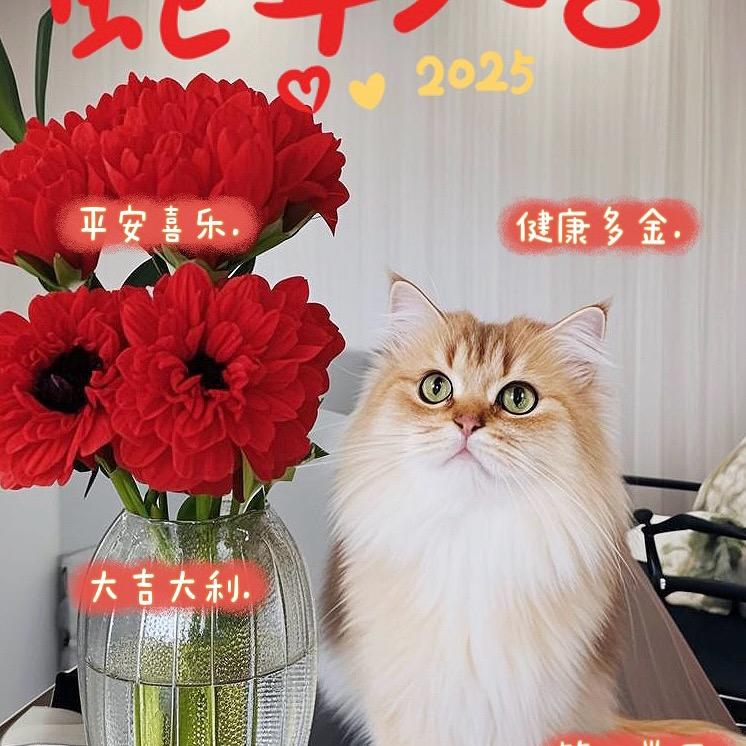 零食西施猫