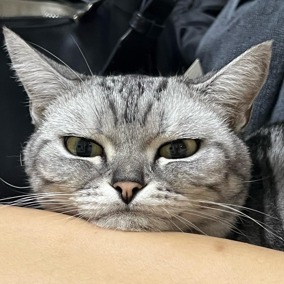 小猫驴
