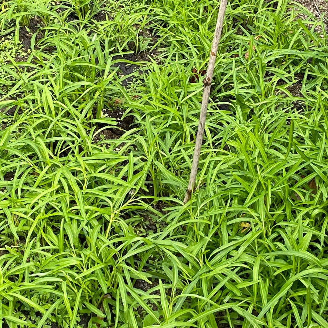 一片叶子💝 💝