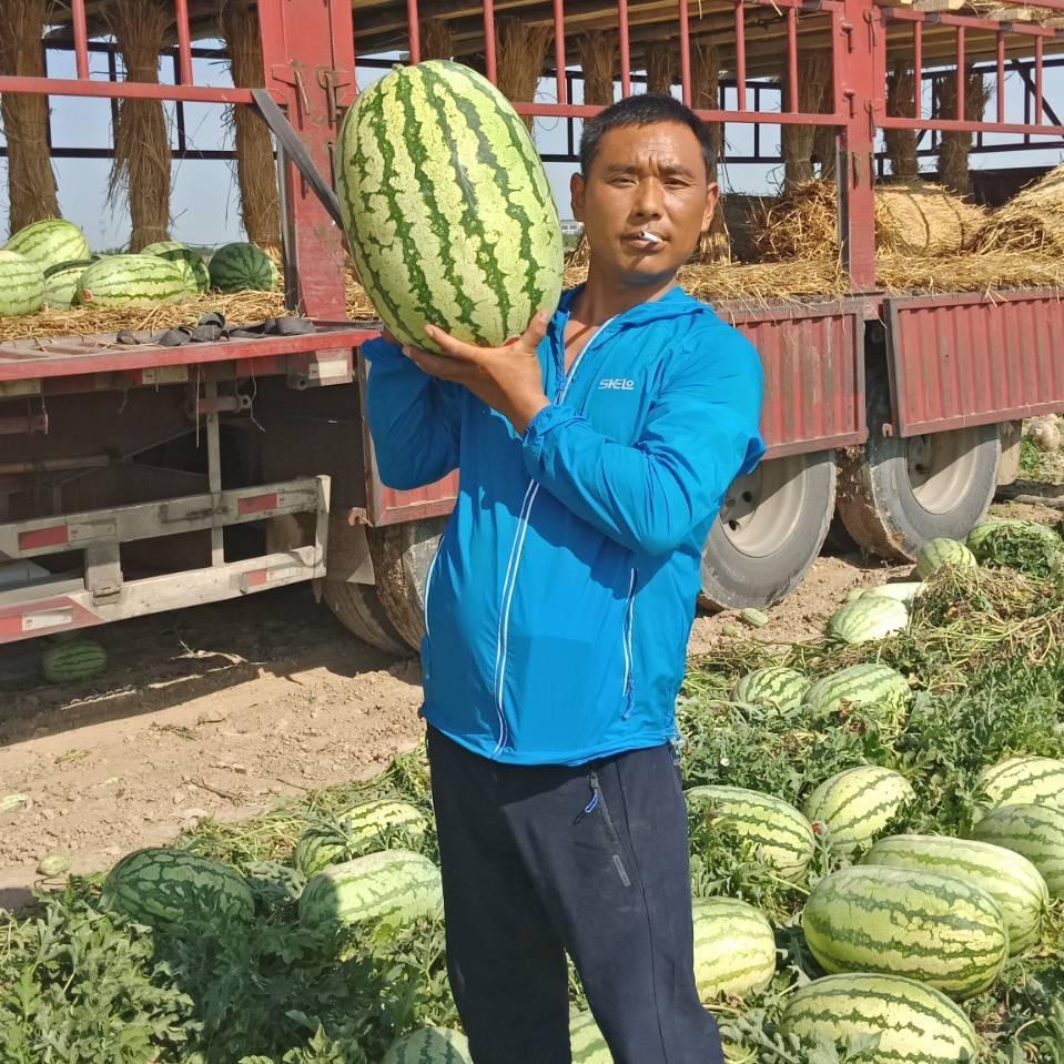 李伟新疆西瓜