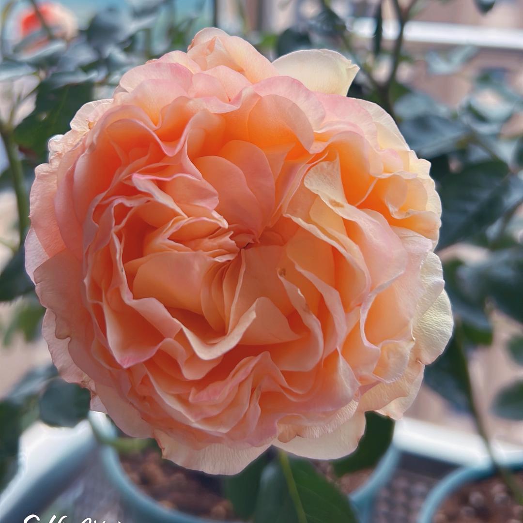 湖州苏宁海信彩电