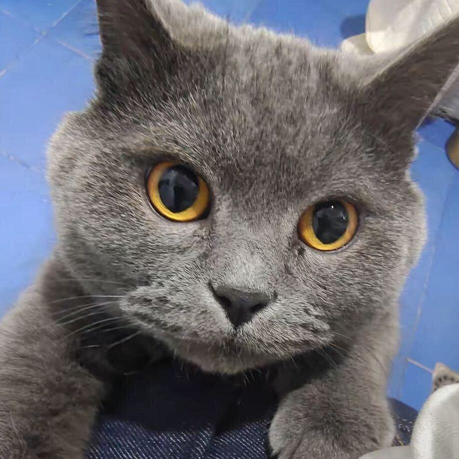 🐱