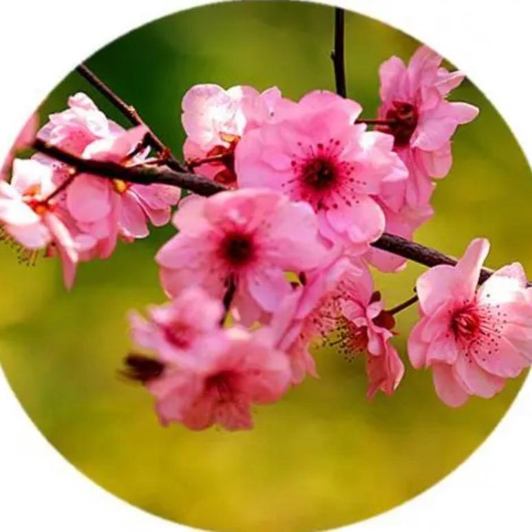 小花的花花世界