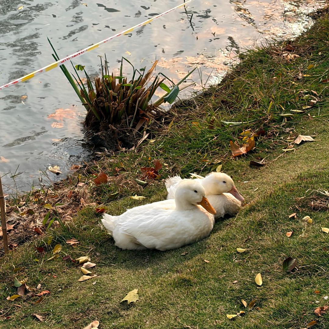 院长助理monkey孙