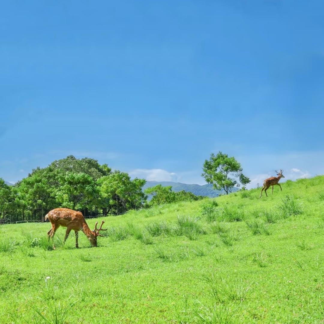 可可好物天天有