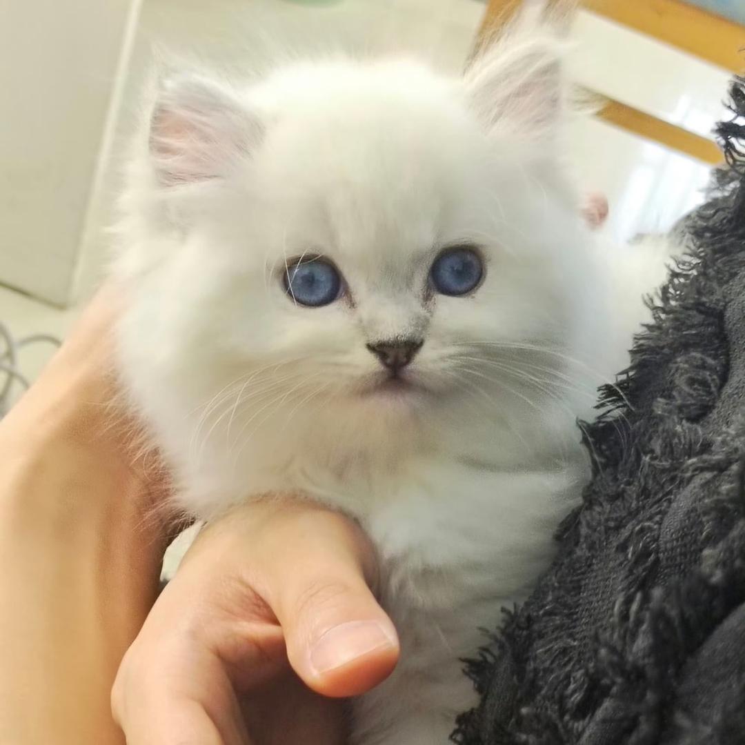 林疏时见影