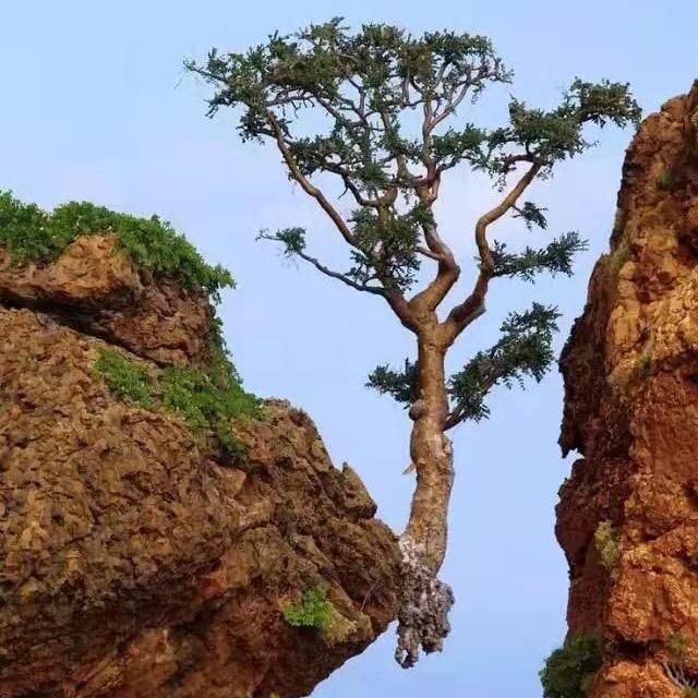 燎原园艺