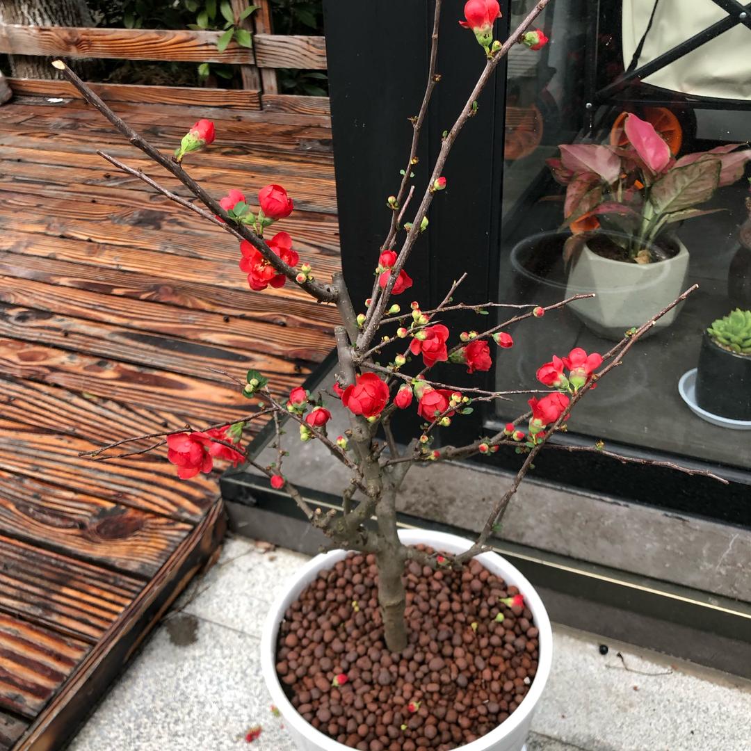 笨笨-