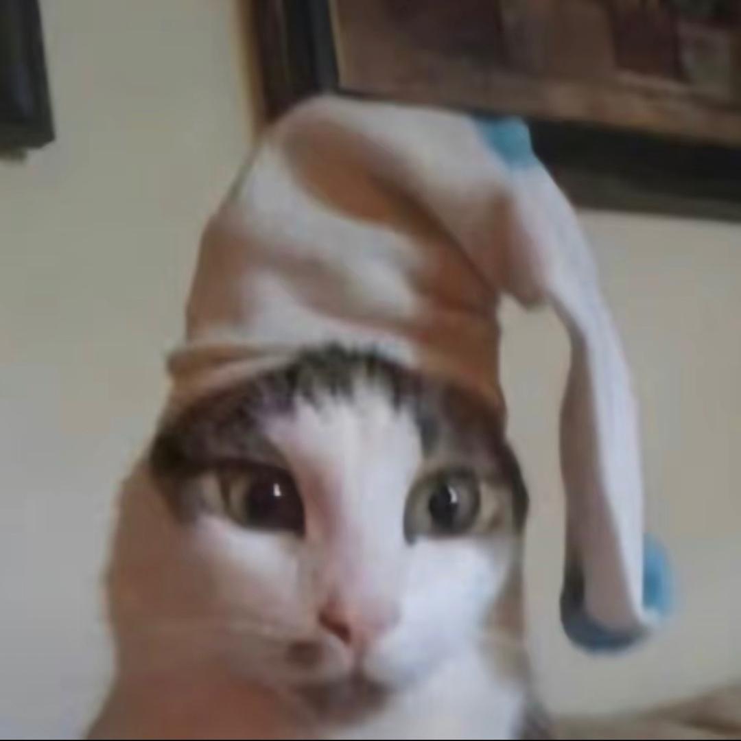 超级无敌可爱到爆炸头戴臭袜子的小猫咪