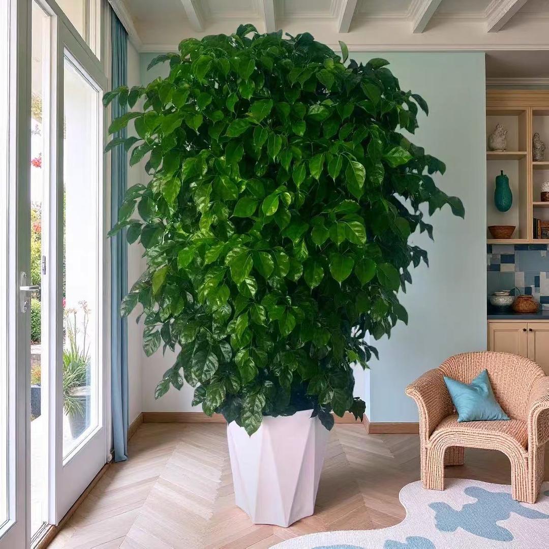 云境绿植基地