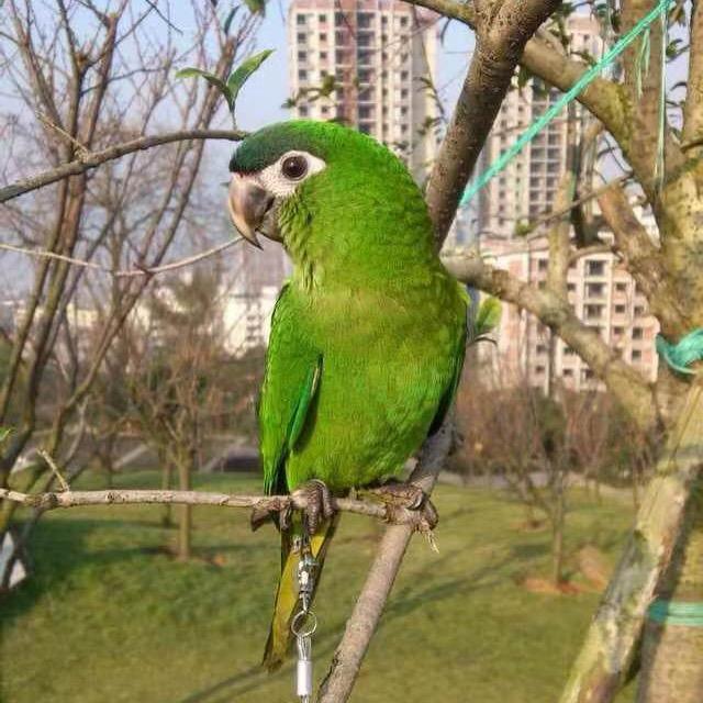 渝-为哥鹦鹉养殖（重庆大学城）