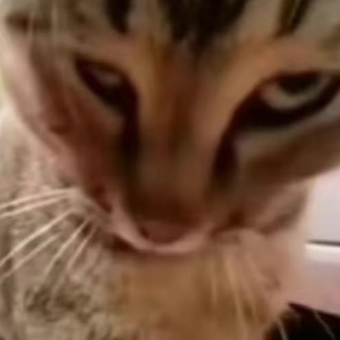 热血青年烫吸血鬼一嘴泡