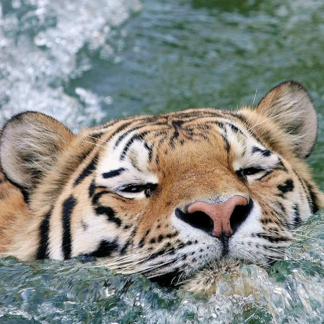 邪恶小老虎🐯