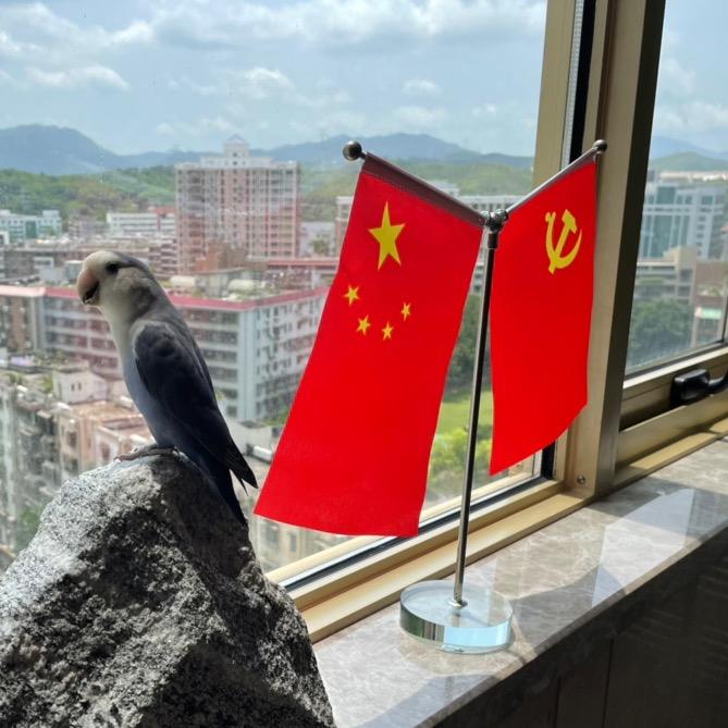 招财鹦鹉