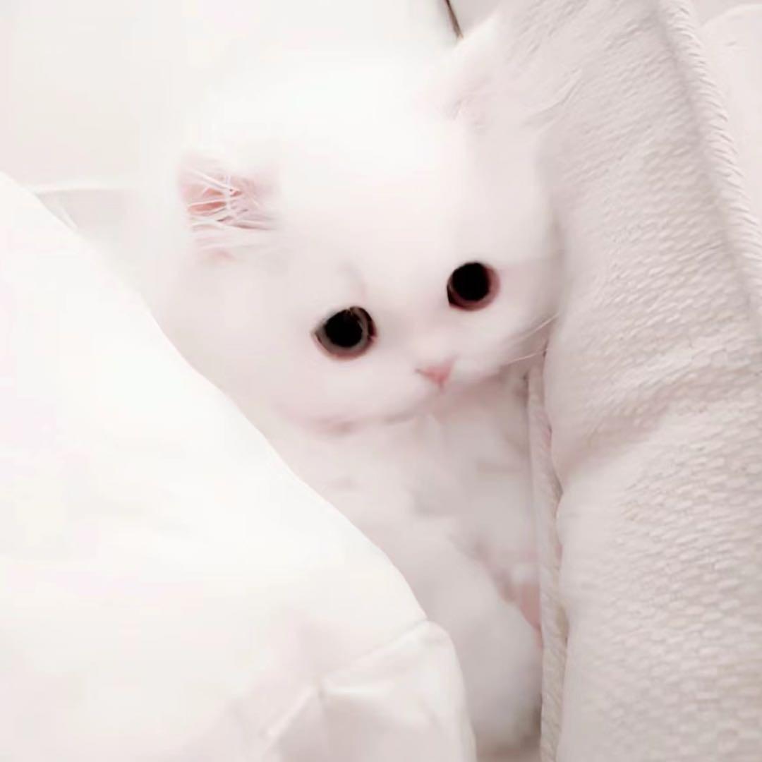 樱田妮妮