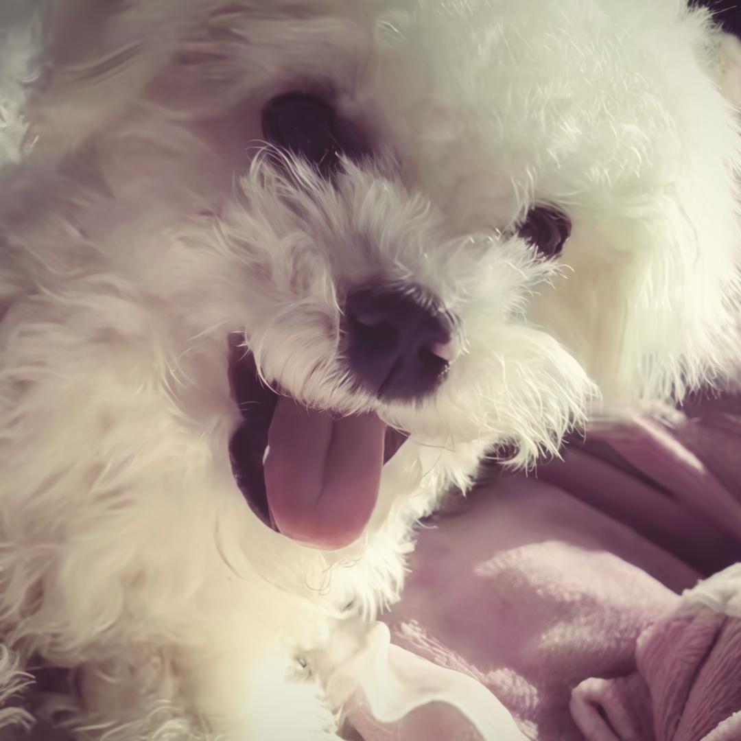 果粒chen（尹屁屁版）