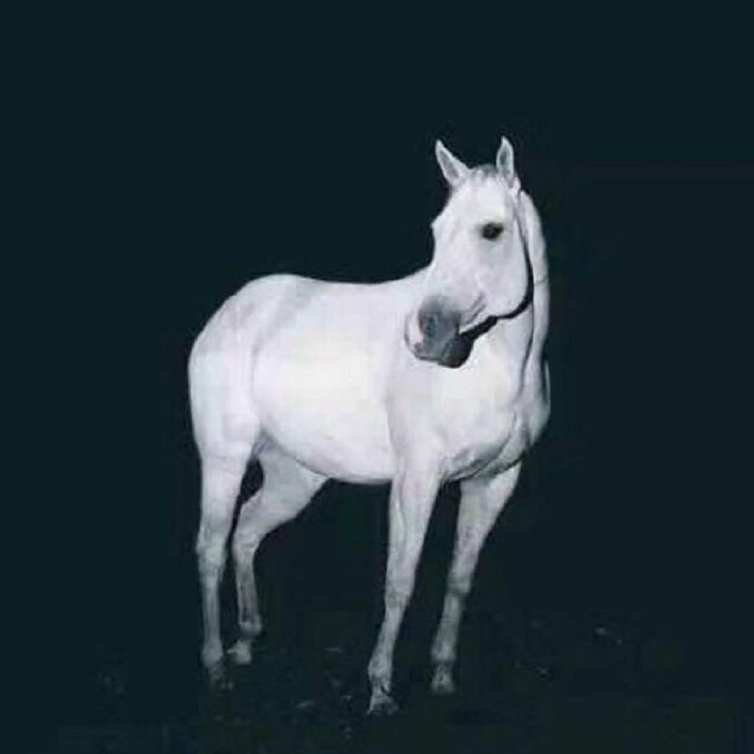 ᠯᠢ ᠮᠢᠩ🐎🏆🐎