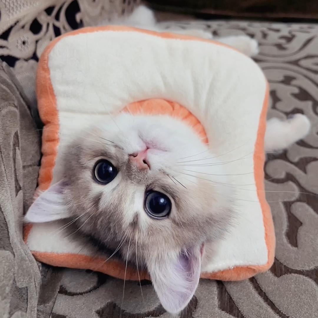 陈皮是只猫