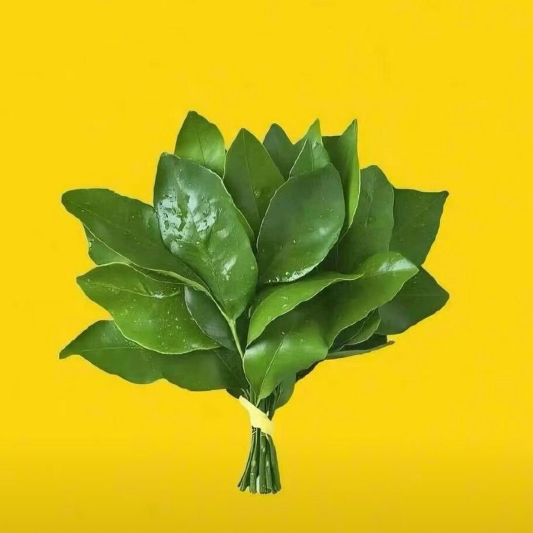 🍀晨曦🍀