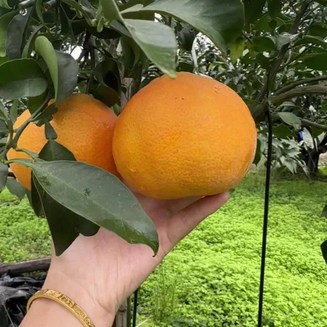 牛爷爷卖辣椒