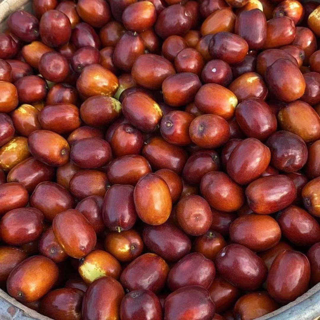 山西稷山板枣～