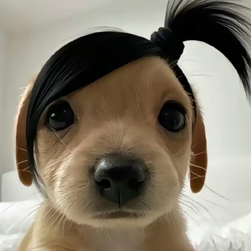 一条小黄鱼🐟