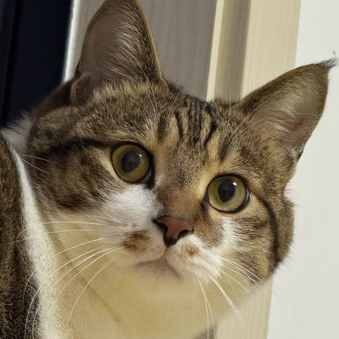 咪咪虾条🐈