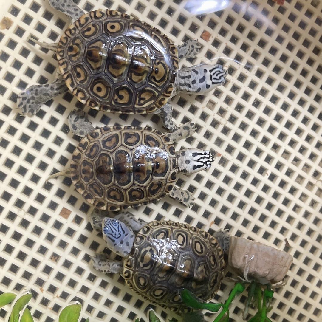 龟龟🐢部长（钻纹龟繁殖）