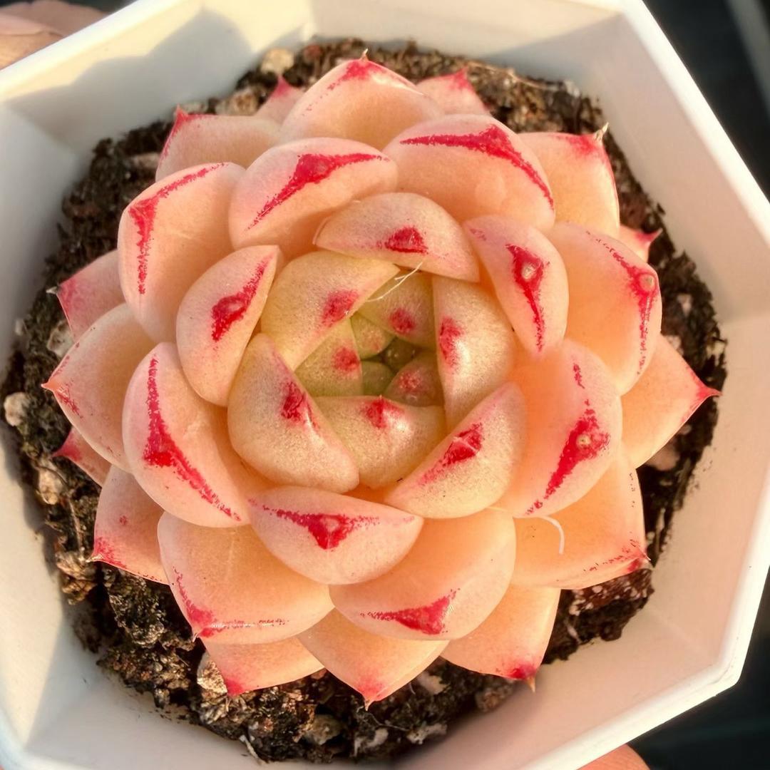 口袋花园好物精选xJ7