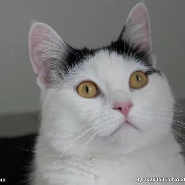 养猪的平凡人好物分享