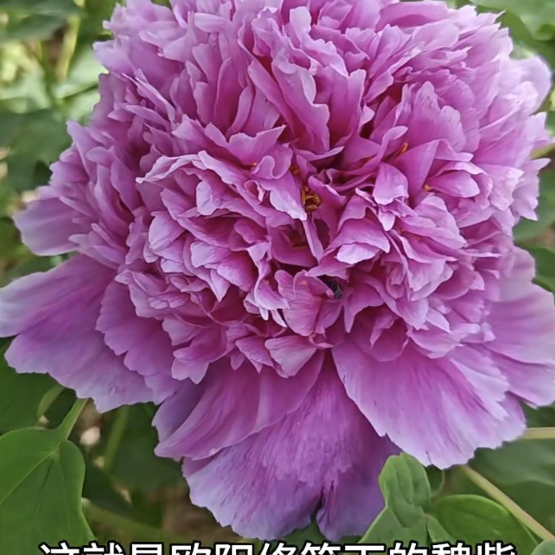 洛阳二乔牡丹基地
