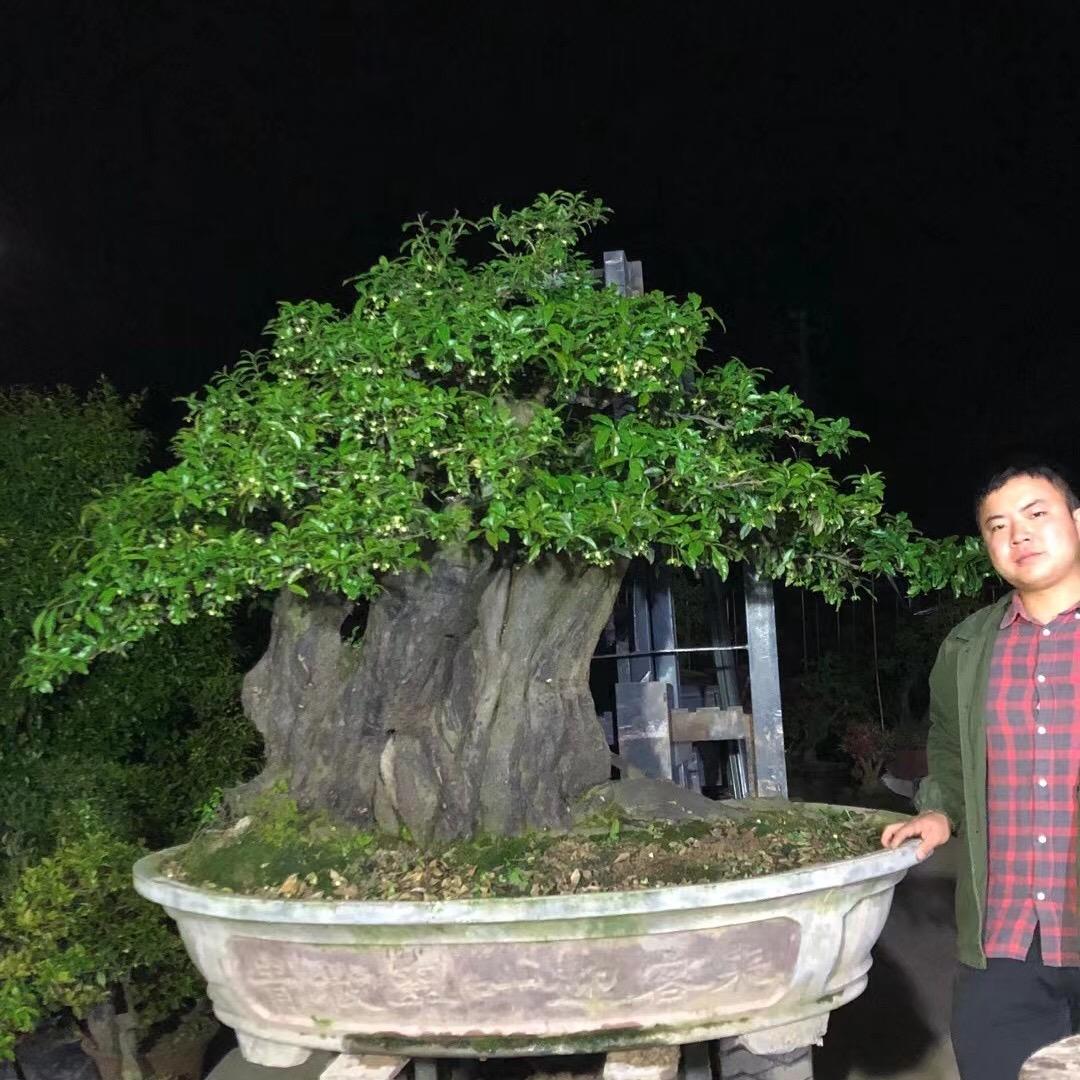 小攀盆景基地
